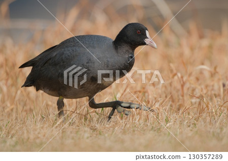 Coot walking through the grass 130357289