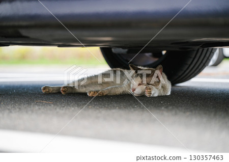 休息在汽車下的野生貓 130357463