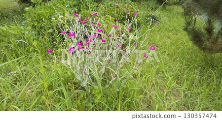 天鵝絨草的粉紅色花朵 130357474