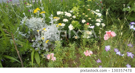 White spirea flowers, pink Gothetia flowers, blue Cornflower flowers, yellow Steller's eiderdown flowers 130357478