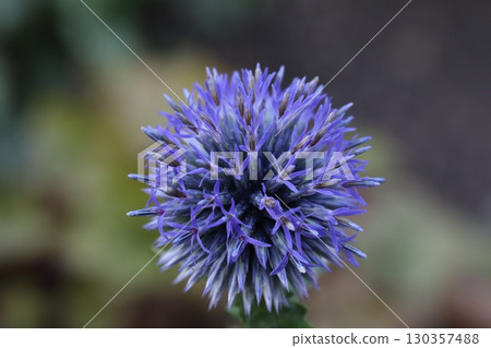 Purple blue thistle flowers blooming in a summer garden 130357488