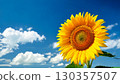 Sunflower in the blue sky 130357507