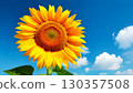 Sunflowers blooming in the midsummer sky 130357508