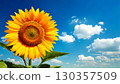 Midsummer blue sky and sunflower 130357509