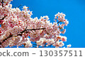 Cherry blossoms in full bloom shining in the blue sky 130357511