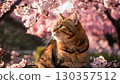 A cat basking in the sun among cherry blossoms in full bloom 130357512