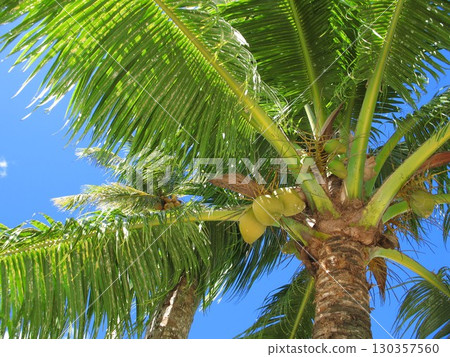 棕櫚樹 130357560