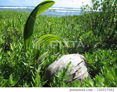 棕櫚果實發芽 棕櫚果實發芽 130357562
