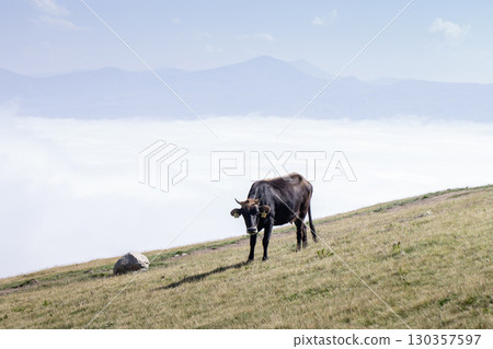 Brown cow standing on a grassy mountain slope above clouds under clear sky 130357597