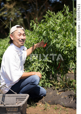 A man admiringly harvesting vegetables in the field. Image of a farmer or agricultural worker. Vertical. A man admiringly harvesting vegetables in the field. Image of a farmer or agricultural worker. Vertical. 130357621