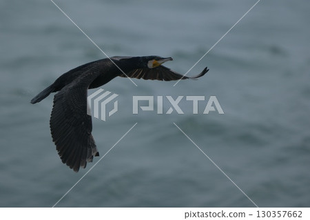 Cormorant flight Cormorant flight 130357662