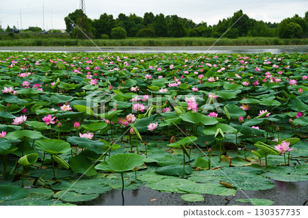 Blooming Lotus Komarov flowers with wide green leaves on a calm pond in Primorsky Krai, Russia, creating a peaceful summer nature scene. Blooming Lotus Komarov flowers with wide green leaves on a calm pond in Primorsky Krai, Russia, creating a peaceful summer nature scene. 130357735
