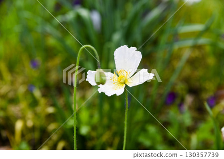Close up of a delicate white poppy flower blooming in a spring meadow, with yellow stamens and green bud, photographed in Primorsky Krai, Far East Russia. Close up of a delicate white poppy flower blooming in a spring meadow, with yellow stamens and green bud, photographed in Primorsky Krai, Far East Russia. 130357739