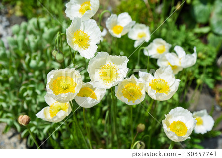 Field of blooming white Amur poppies in Primorsky Krai, Russian Far East, delicate wildflowers growing in natural spring landscape. Field of blooming white Amur poppies in Primorsky Krai, Russian Far East, delicate wildflowers growing in natural spring landscape. 130357741