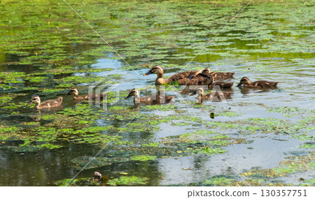 Mother duck swims with her ducklings across a pond covered with green aquatic plants under bright summer sunlight. Mother duck swims with her ducklings across a pond covered with green aquatic plants under bright summer sunlight. 130357751