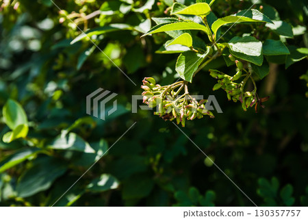 Branch of viburnum burejaeticum with clusters of immature green berries, lush foliage hinting at ripeness, displaying wild elegance and seasonal transition. Branch of viburnum burejaeticum with clusters of immature green berries, lush foliage hinting at ripeness, displaying wild elegance and seasonal transition. 130357757