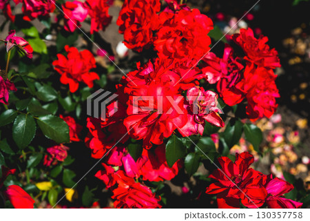 Bright red Satchmo floribunda roses in full bloom under sunlight, vibrant petals shining in the garden, symbol of passion, love, and natural beauty. 130357758