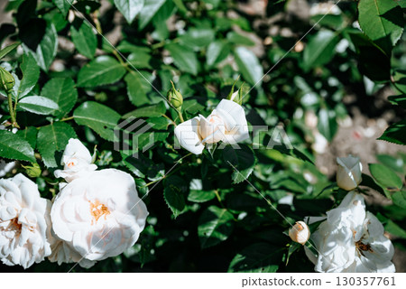 White Iceberg rose bud gently unfurling in sunlight, symbolizing renewal, tenderness, and natural beauty in a blooming spring garden. 130357761