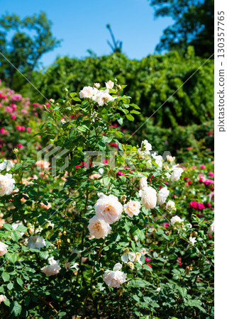 Vertical view of William Morris English rose blooms glowing apricot pink, bathed in sunlight against bright blue sky, evoking soft romance. 130357765