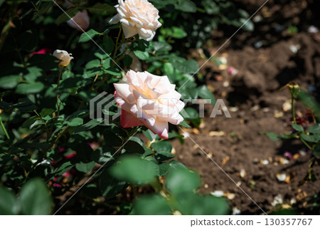 Elegant Rosa Secret, Peace hybrid tea rose in soft daylight, white petals edged with blush pink, exuding charm, fragrance, and refined beauty Elegant Rosa Secret, Peace hybrid tea rose in soft daylight, white petals edged with blush pink, exuding charm, fragrance, and refined beauty 130357767