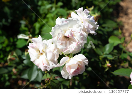 Cluster of Charles Aznavour roses with tender pink and white petals, ornamental garden flowers symbolizing elegance and natural charm in bloom. 130357777