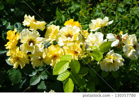 Cluster of Graham Thomas English roses in full bloom, vibrant yellow blossoms growing together in lush summer garden, horizontal frame. 130357780