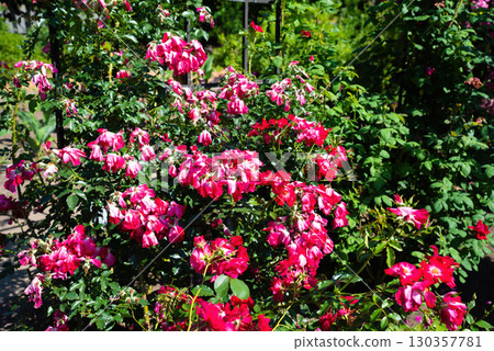 Rosa Ballerina hybrid musk rose blooming with clusters of pink flowers with white centers in a summer garden, ornamental shrub with glossy foliage. 130357781