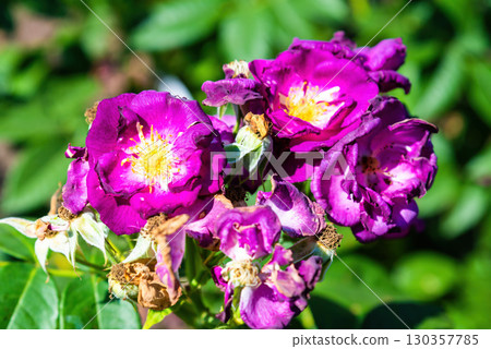 Rosa Rhapsody in Blue modern shrub rose with striking purple violet flowers and yellow white centers blooming in a summer garden with green foliage. Rosa Rhapsody in Blue modern shrub rose with striking purple violet flowers and yellow white centers blooming in a summer garden with green foliage. 130357785