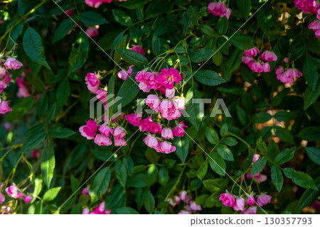 Watburg rambler rose branches with many pink blossoms viewed from the side, lush foliage and petals glowing naturally in summer sunlight. 130357793