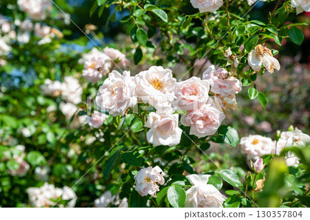 Close-up of a blooming branch of New Dawn Roses from the Large Flowered Climber group, delicate pink petals in a summer garden captured in sunlight. Close-up of a blooming branch of New Dawn Roses from the Large Flowered Climber group, delicate pink petals in a summer garden captured in sunlight. 130357804