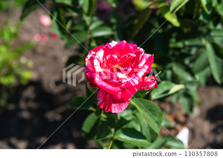 Close up of a pink Ferdinand Pichard rose Hybrid perpetual variety in full bloom with delicate striped petals, symbol of beauty and romance. 130357808