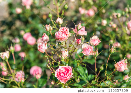 Cluster of Allure Winter Jewel Floribunda roses in soft pink tones blooming gracefully with lush foliage in a summer garden. Cluster of Allure Winter Jewel Floribunda roses in soft pink tones blooming gracefully with lush foliage in a summer garden. 130357809