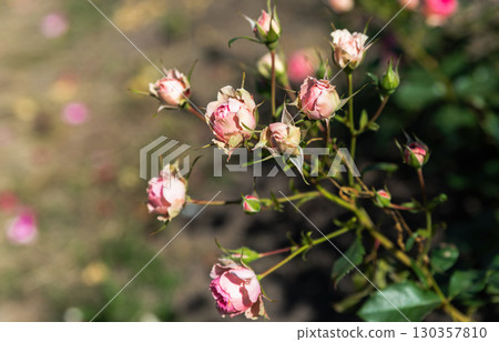 Soft pink Allure Winter Jewel Floribunda roses bloom in harmony, showing their gentle charm and fragile elegance against green leaves. Soft pink Allure Winter Jewel Floribunda roses bloom in harmony, showing their gentle charm and fragile elegance against green leaves. 130357810