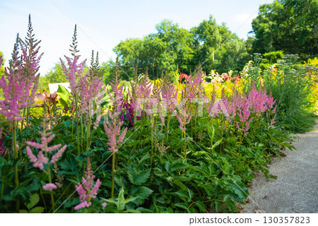 Pink Astilbe arendsii flowers blooming in the summer garden, fluffy feathery plumes rising above green foliage along the pathway in bright sunlight. 130357823
