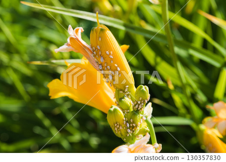 Close up of yellow daylily flower buds infested with white aphids in a summer garden, showing plant pest damage and macro details of the insects. 130357830