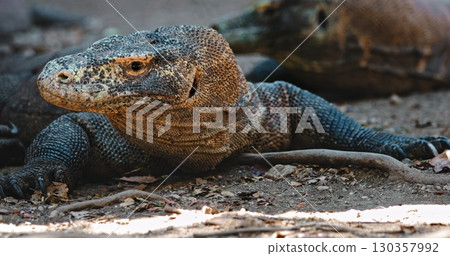 Large Komodo dragon (Varanus Komodoensis) resting on the ground in Komodo National Park, Rinca Island, Indonesia, showcasing its scaly skin and powerful claws Large Komodo dragon (Varanus Komodoensis) resting on the ground in Komodo National Park, Rinca Island, Indonesia, showcasing its scaly skin and powerful claws 130357992