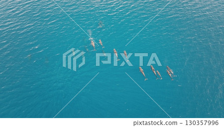 Aerial drone capturing a pod of dolphins whales gracefully swimming through a crystal clear, turquoise ocean, breathtaking natural spectacle in sunny day. Wild nature travel background, top down view Aerial drone capturing a pod of dolphins whales gracefully swimming through a crystal clear, turquoise ocean, breathtaking natural spectacle in sunny day. Wild nature travel background, top down view 130357996