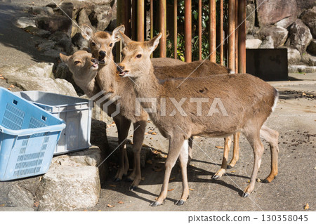 家養鹿 家養鹿 130358045