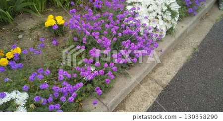 Verbena, purple flowers, daisy flowers, white flowers, orange rosemary flowers Verbena, purple flowers, daisy flowers, white flowers, orange rosemary flowers 130358290