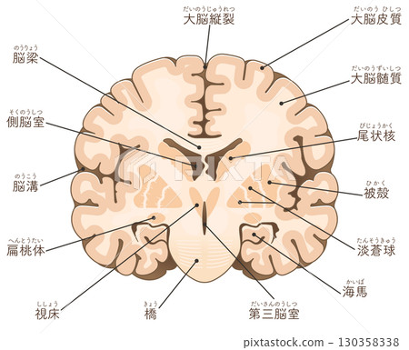 大腦額葉橫切面 大腦額葉橫切面 130358338