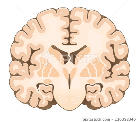 Cross section of the frontal cerebrum Cross section of the frontal cerebrum 130358340