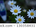 Flowers 130358431