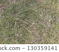 Park grass texture 3 130359141