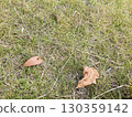 Fallen leaves on the lawn 130359142