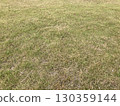 Park grass texture 2 130359144