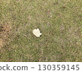 Park grass texture 130359145