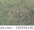 Fallen leaves on the lawn 130359146