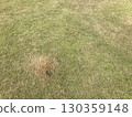 Park grass texture 4 130359148