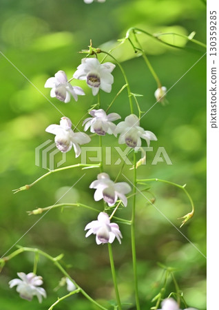 Rengeshouma flowers, also known as forest fairies 130359285