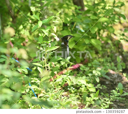 A swallowtail butterfly in the shade of a tree in the botanical garden A swallowtail butterfly in the shade of a tree in the botanical garden 130359287